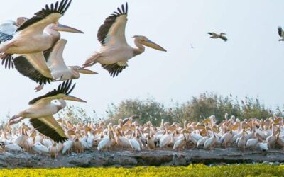 Circuit faune et flore : Parc National du Djoudj