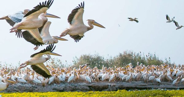 Circuit faune et flore : Parc National du Djoudj